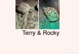 Rehomed...Hermanns : Both Female approx 7 years old (Terry & Rocky)